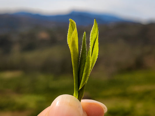 Eeltellimustel põhineva teefarmi positiivne mõju keskkonnale