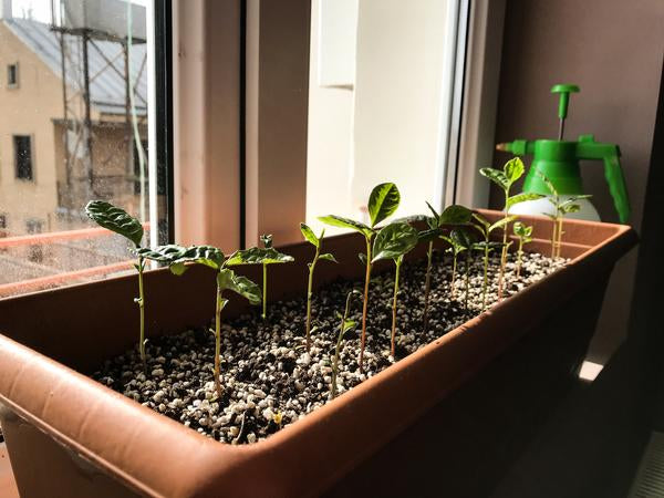 Growing tea plants at home  Renegade Tea Estate