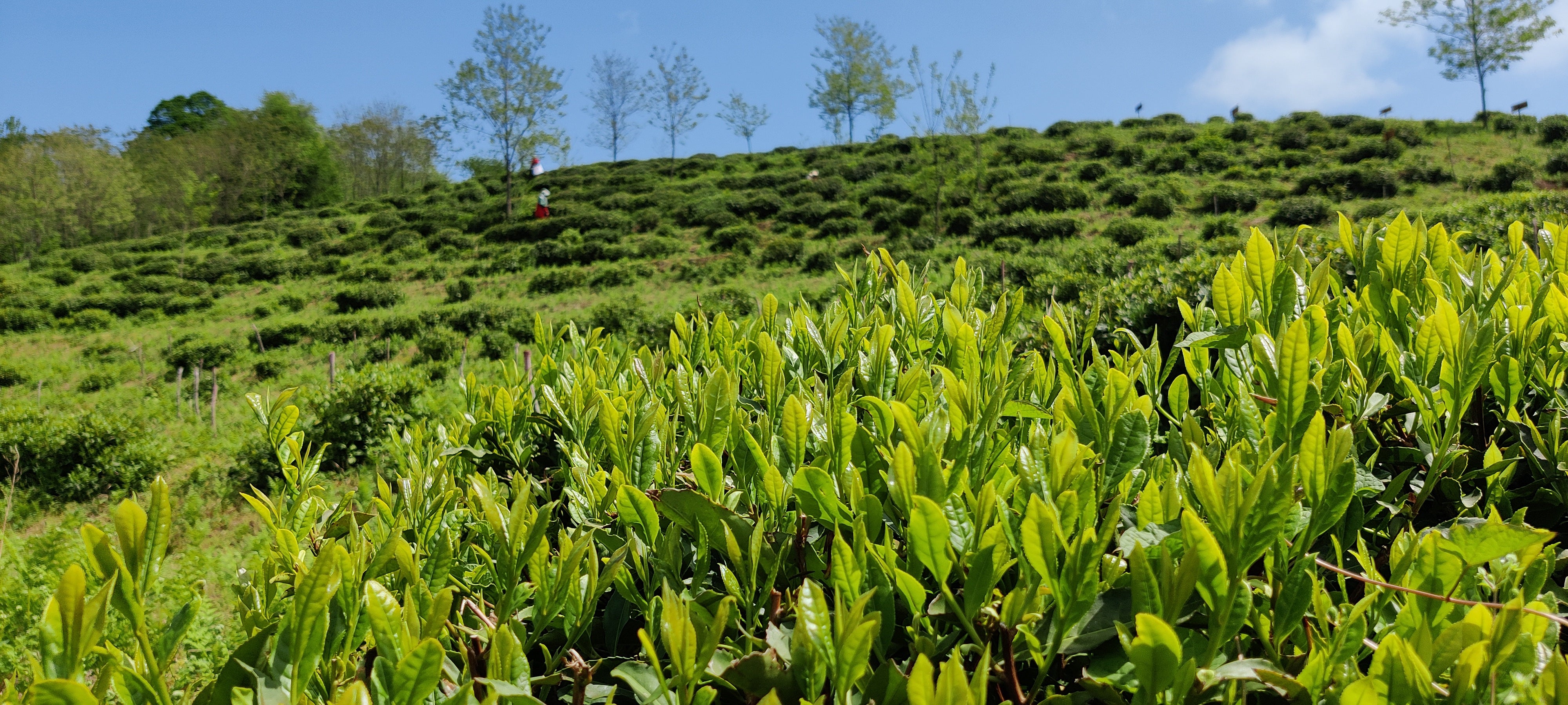 Renegade Tea Estate - a real tea farm in Europe