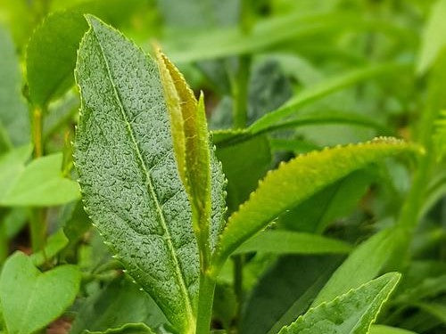 Müüdid teest - juhend algajale teemaailmas orienteerumiseks