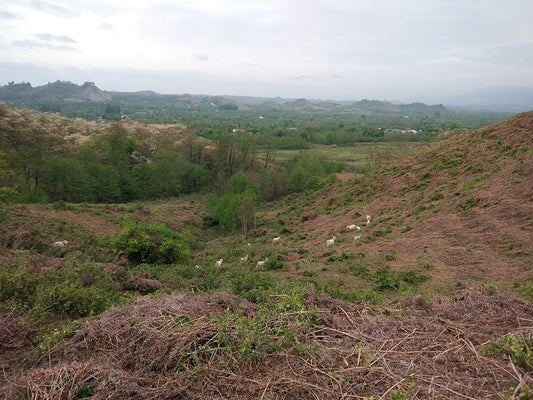 My first visit to Georgian tea region (or instruction how to find abandoned tea plantations)