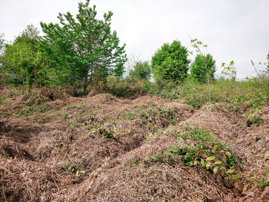 From an abandoned jungle to a working tea plantation- what does it take?