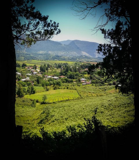 10. Apie pagrindinius arbatos pionierių darbus (1 dalis)