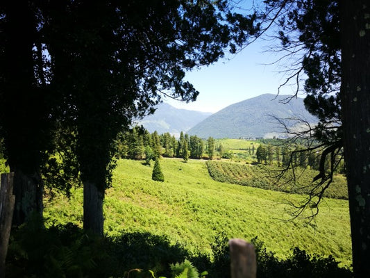 8. Raktas į svaigią karjerą: uolaus kartvelų darbininko darbo nuostatai