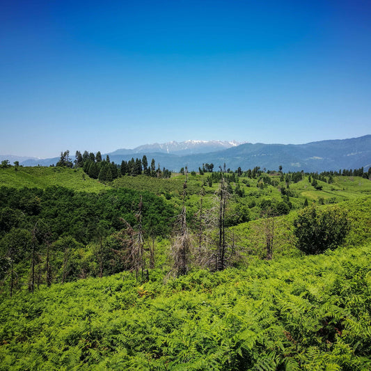3. Kaip aš galiausiai pasiekiau Gruziją ir arbatos plantacijos reabilitacijos pradžiamokslis.(II dalis)