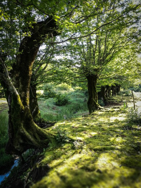 9. Tamsos galeros irklininkai ir jų pakalikai