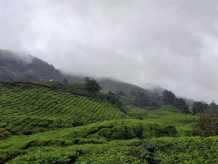 What is behind organic fairtrade loose leaf tea?