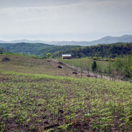 5. Kovos pradžia: situacija mūšio lauke ir samdinių kariaunos atvykimas