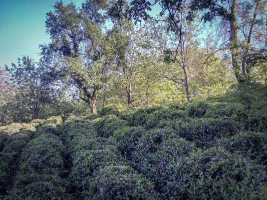 7. Pabėgimas iš Alkatraso ar apgailėtina gyvenimo klaida?