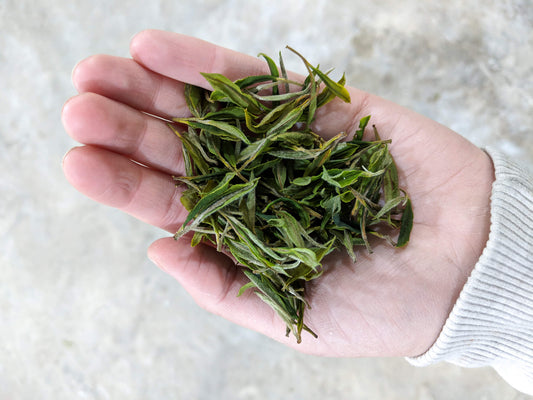 What is white tea?