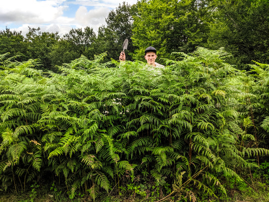 Võsastunud džunglist päris teeistanduseks. Teine osa.