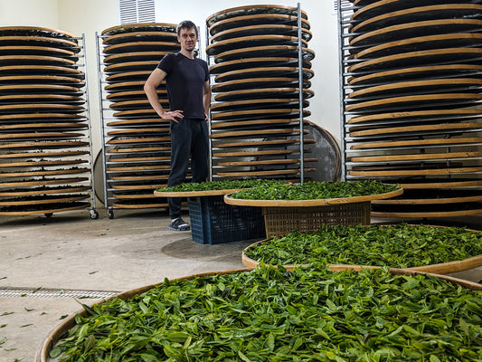 Tea master's reflections ahead of 4th production season