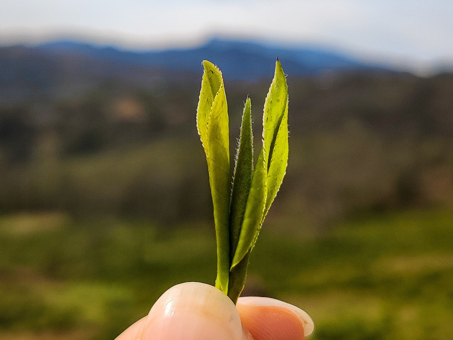 What makes spring teas so special? – Renegade Tea Estate
