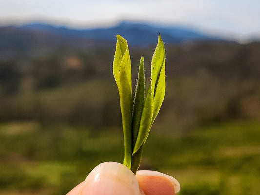 spring tea leaf