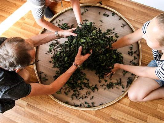 How to make tea from Camellia Sinensis at home?