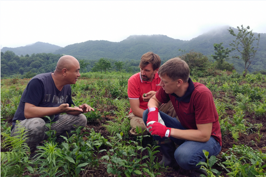 Tea plantations in Europe – the history of this unusual tea growing region