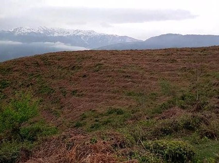 Minu esimene külastus Gruusia teeistandustesse (ehk detailne juhend, kuidas leida vanu teeistandusi)