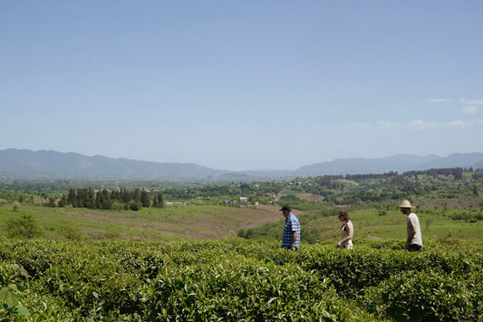 georgian tea plantation