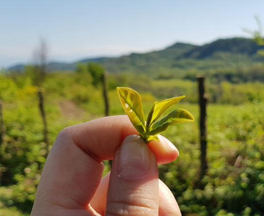 How to find the best organic green tea in the world?