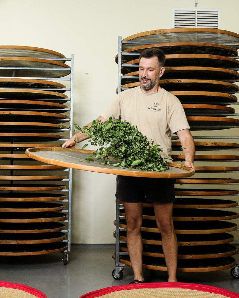 Make your own tea in Georgia