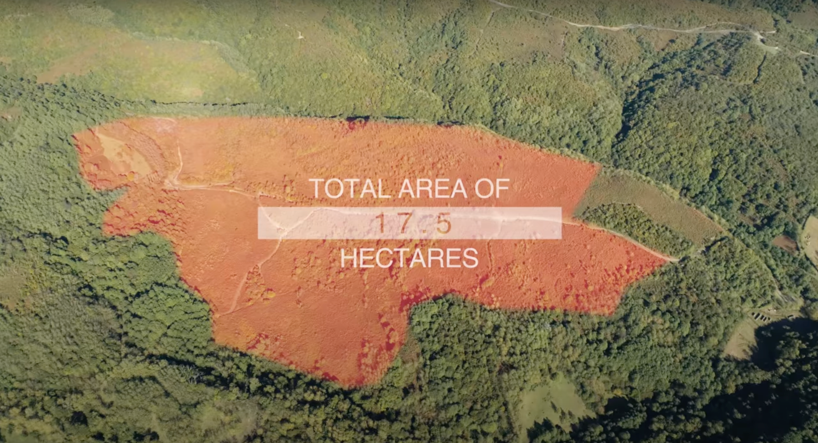 Load video: tea plantation