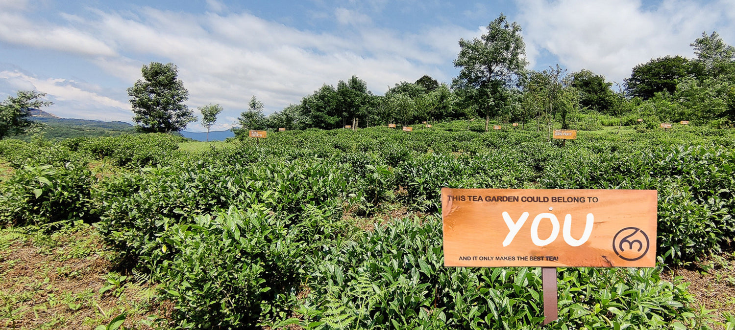  Renegade Tea Estate - adopt a tea garden in Georgia