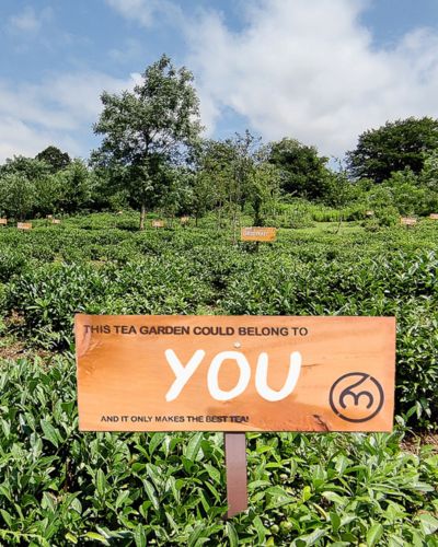  Renegade Tea Estate - adopt a tea garden in Georgia