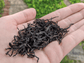 Bilberry Beta - herbal tea